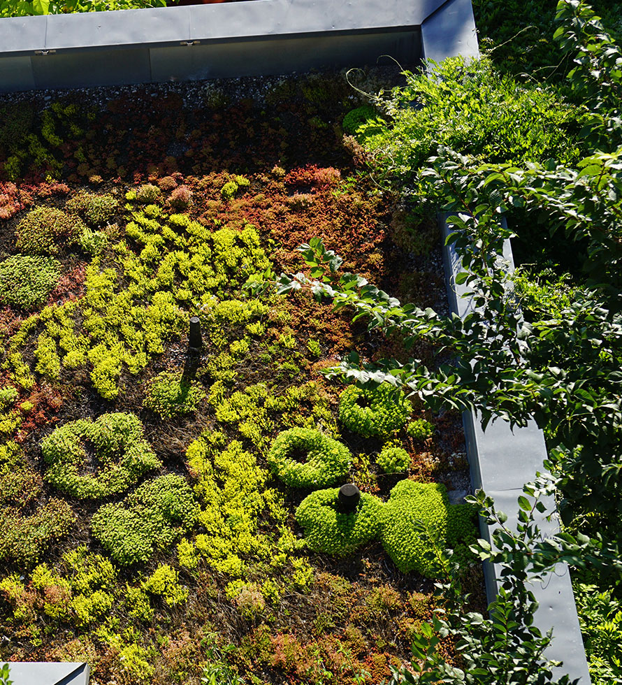 garden on flat roof looking down